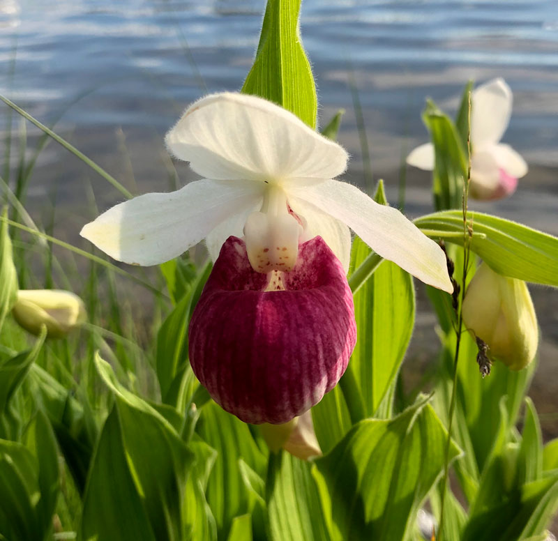 Pink and white lady’s slipper orchid by water